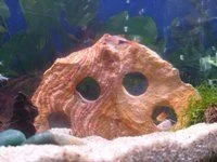 peekaboo2.webp