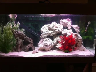 NEW TANK LAYOUT 4.webp