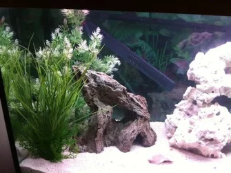 NEW TANK Layout 3.webp