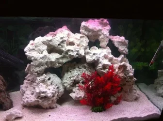 NEW TANK Layout 1.webp
