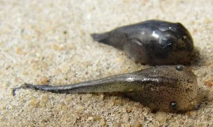 Tadpoles1.webp