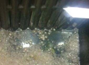 tank egg.webp