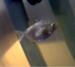 fish1.jpg fish1.jpg
