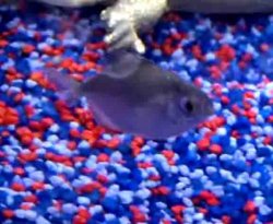 fish.jpg fish.jpg