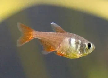 VonRio(Flame)TetraWFCh_C1250.webp VonRio(Flame)TetraWFCh_C1250.webp