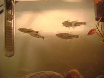 Fish 007.webp