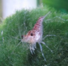 Picture1.jpg Picture1.jpg