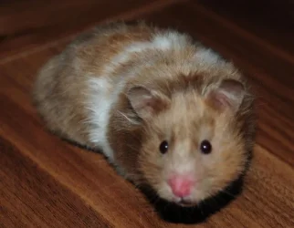 Maisey.webp