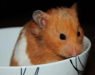 Pippa.webp