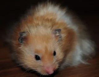 fergus SF.webp