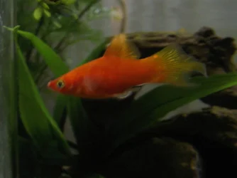 platy.webp platy.webp