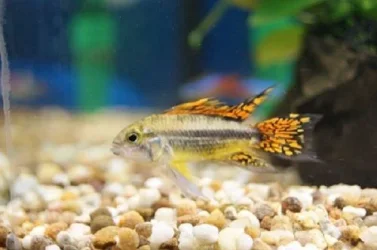 male apisto resize.webp