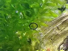 snail eggs.webp