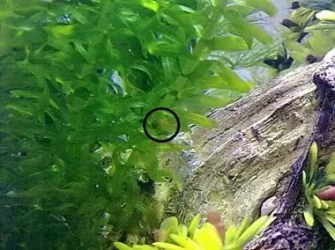 snail eggs2.webp