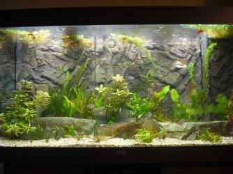tankpic1.webp