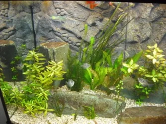 tankpic4.webp