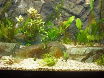 tankpic5.webp
