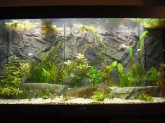 tankpi2.webp