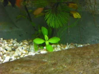 tankpic3.webp