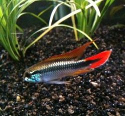 Apisto3.JPG Apisto3.JPG