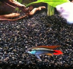 Apisto Ag3.JPG Apisto Ag3.JPG