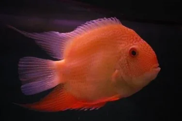 unamed orange fish.webp