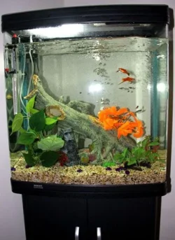 our-fish-tank_w.webp our-fish-tank_w.webp