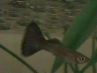 guppy.webp