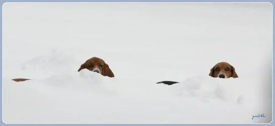 sassyandpea in the snow.webp