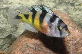 H. Latifasciatus.webp H. Latifasciatus.webp