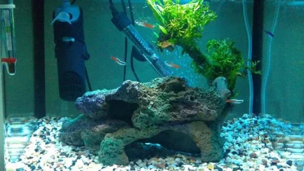 fish.webp