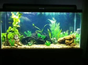 my_tank.webp