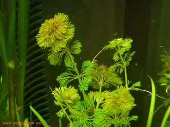 Limnophila_sessiliflora.webp
