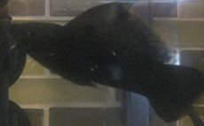 fish 001cropb.jpg fish 001cropb.jpg