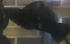 fish 001cropb.webp fish 001cropb.webp