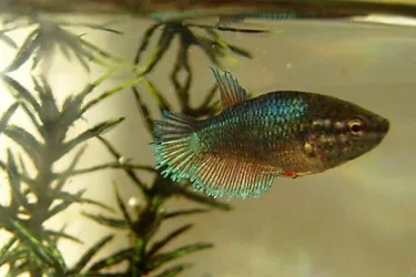 FemaleBetta.webp