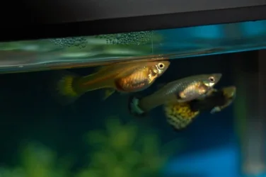 Pregnant guppy.webp