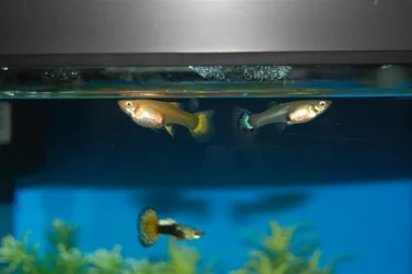 Pregnant guppy 2.webp