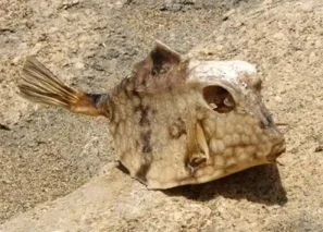 fish.webp