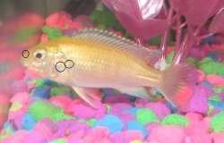 fishich.jpg fishich.jpg