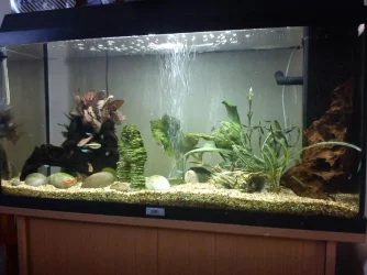 Fish tank Feb 2011.webp Fish tank Feb 2011.webp
