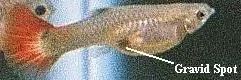 gravid.webp