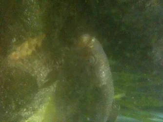 sicgoby2.webp