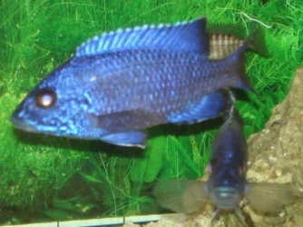 ngara male.webp