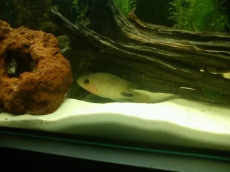 Fishy.webp