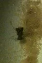 180171_596742369205_285402174_5362179_5366533_aaaas.webp