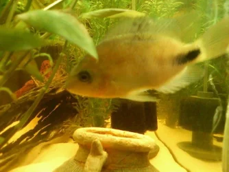 fish1.webp