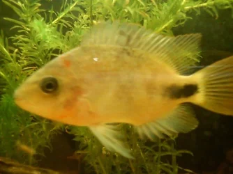 fish2.webp