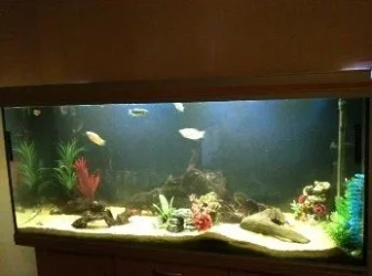 tank.webp