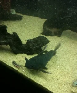 catfish.webp